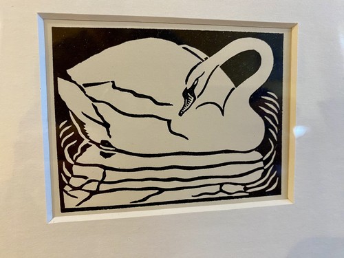 Mute swan framed - ‘mute,