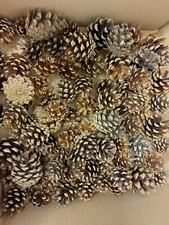 30 Mini Pine Fir Cones