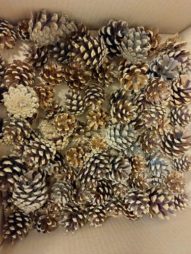 Mini pine fir - 30,