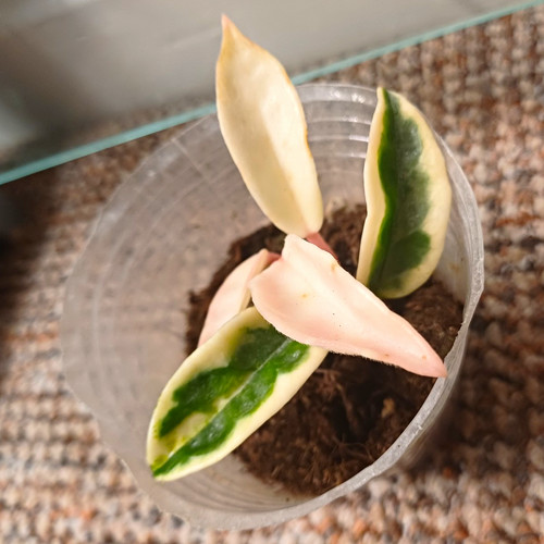 Hoya rare krinkle albo - krinkle,