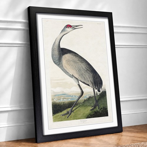 Hooping crane landscape - crane, bird