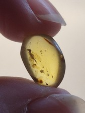 Mosquito In 100 Million Year Old Burmese Amber 