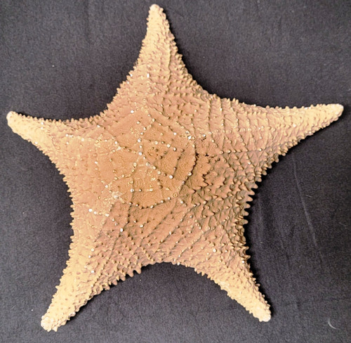 Large dried starfish - large, 11”