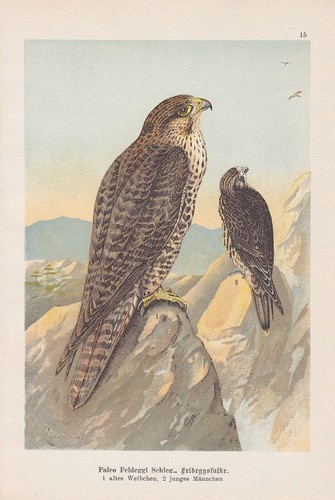 Lannerfalke lanner falco - lannerfalke,