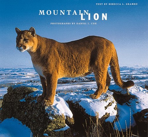 Mountain lion grambo rebecca - mountain,