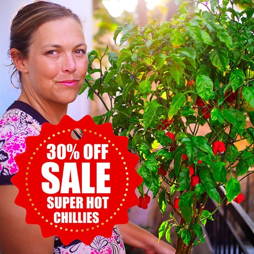 Sale superhot chilli plug - chilli,