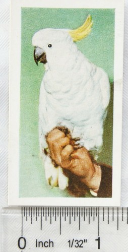 1960 horniman tea card pets - tea,