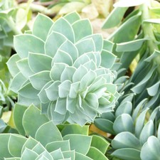 Euphorbia myrsinites 1 Litre