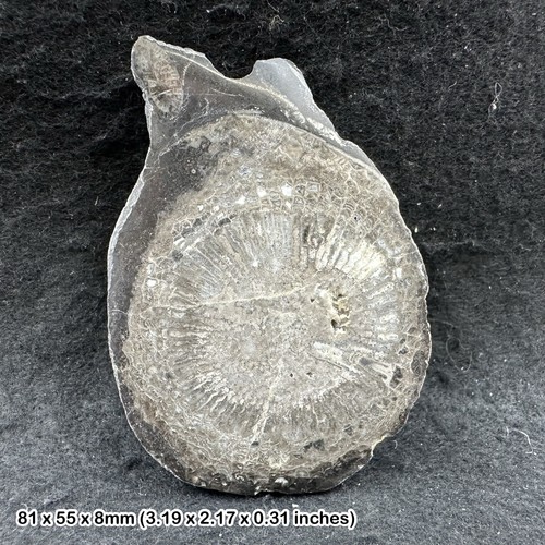 Rare caninia coral fossil - coral,