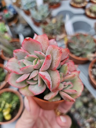 Echeveria luella - echeveria,