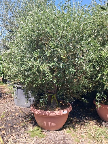 Olive tree standard approx - olive,