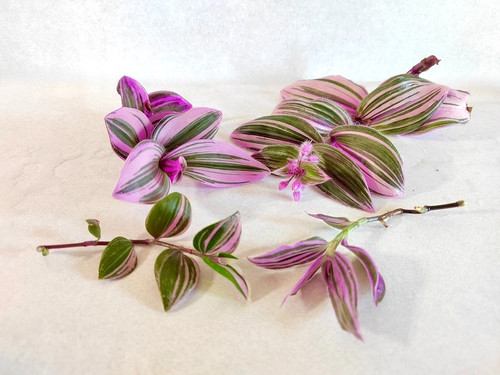 Pink tradescantia collection - pink,