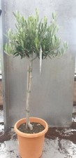 Olive Tree standard 