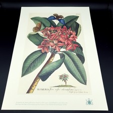 Plumeria Botanical Print Ehret