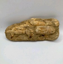 Authentic Mosasaur Jaw Fossil With 3 Teeth Rare Cretaceous Predator Fossilized