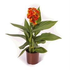 Canna 'Red Golden Flame'. 5cm Plant x 2. Exotic red, yellow tropical bedding ...