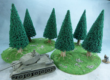 6 Very Large Conifer trees