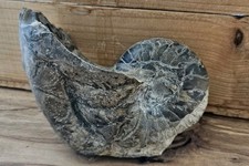 Nautilus,  Yorkshire Jurrasic