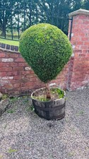 3 x Leylandii Hedging Plants