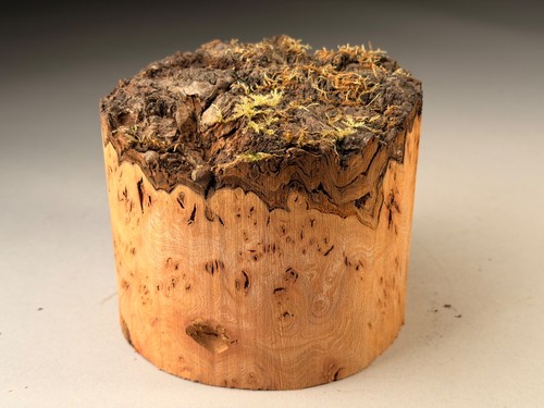 Amazing live edge burr - burr, elm