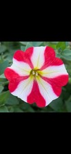 4x Petunia  King & Queen of