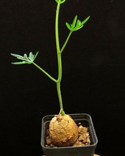 Adenia stenodactyla,Caudex,Euphorbia,Succulent Plants,Cactus