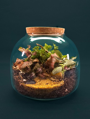 Full terrarium kit - full, with