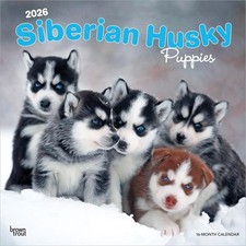 Siberian Husky Puppies Calendar 2026 | Square 30cm x 30cm | 100% Plastic Free
