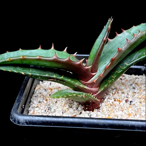 Aloe cameronii red vera - aloe, vera'
