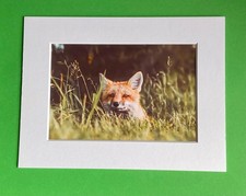 Fox Cub Hiding - Photo Print