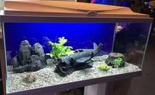 Brand new large fish - **brand, tank