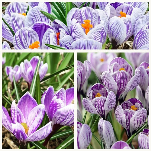 Crocus king the - crocus,