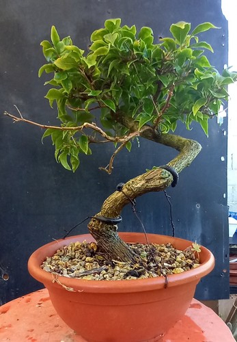 Buganvillea sanderiana from - , 3