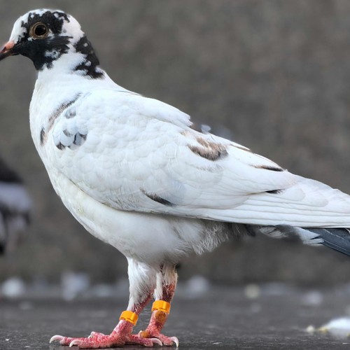 Pcs pigeon identification - ,