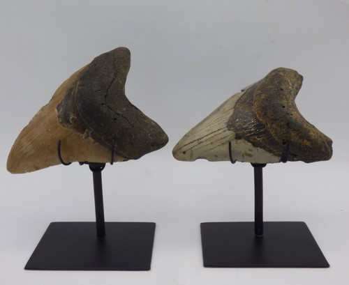 Two fossil megalodon - two, shark