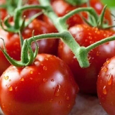 Piccolo Red Cherry Tomato