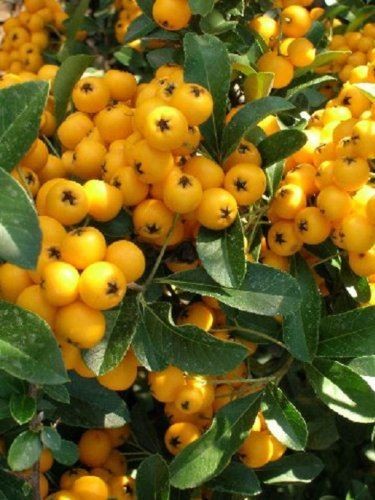 Pyracantha soliel or - pyracantha,