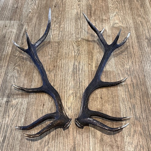 Red deer stag antler horn - ,