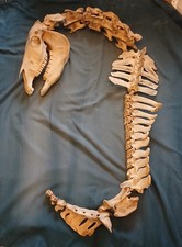 Genuine Horse Skull And Spine