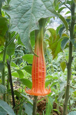 Brugmansia sanguinea Aurantia | Angels trumpet Plant | Plug plant