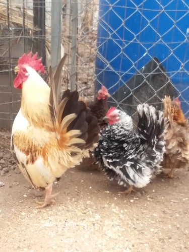 Fertile serama chicken - fertile,