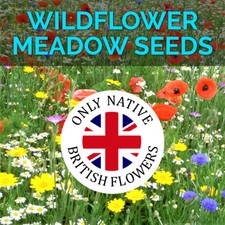 Wildflower Seeds Wild Flowers Garden Bee Meadow Flower Pack Mix Seed NO GRASS