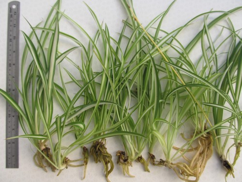 Baby spider plants - x,