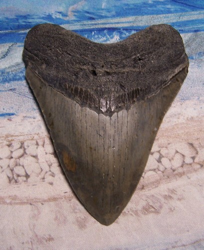 Megalodon shark tooth 16 - megalodon,