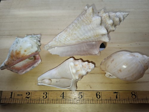 Four vintage sea shells - four,
