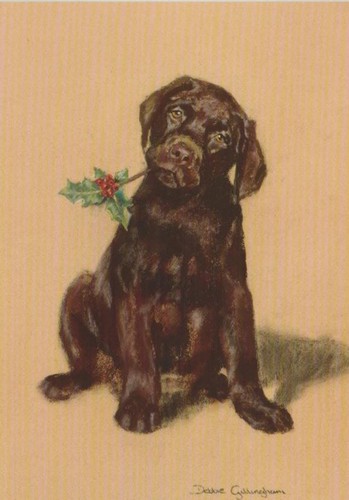 Brown chocolate labrador - chocolate,