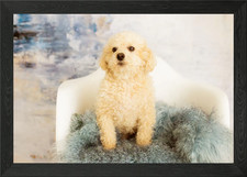 Poodle framed wall art - art, poster