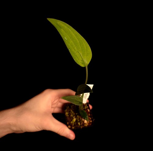 Monstera barrieri very rare - -,