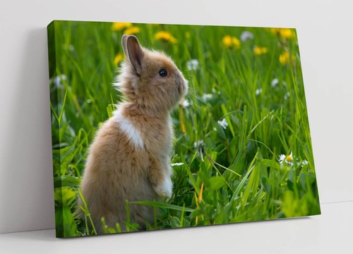 Cute small bunny - bunny, rabbit
