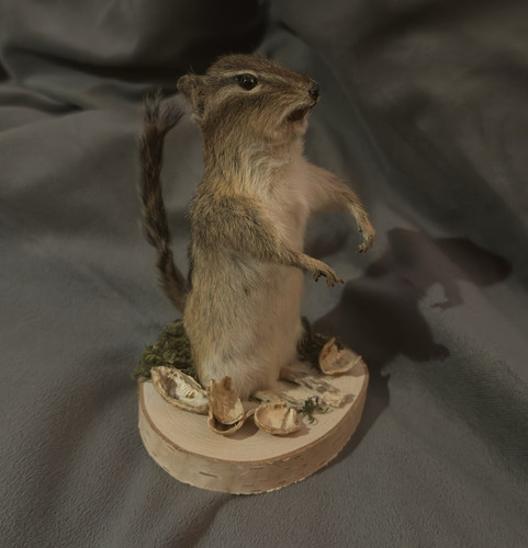 Chipmunk standing mount derpy - standing,